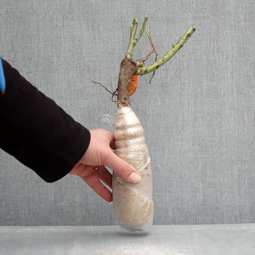 Rosal polyantha Urban Streetlight Sunmaid Raíz desnuda Ejemplar entregado en invierno