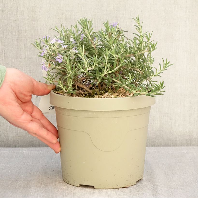 Romero Blue Cascade Maceta 3L/4L Ejemplar entregado en invierno