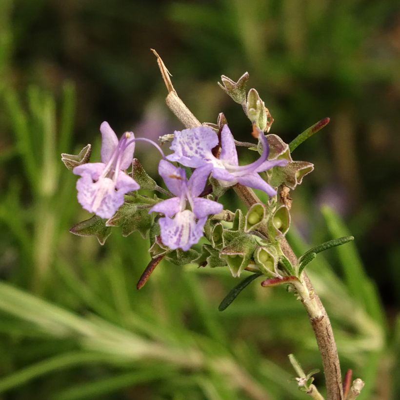 Romero Corsican Blue (Floración)