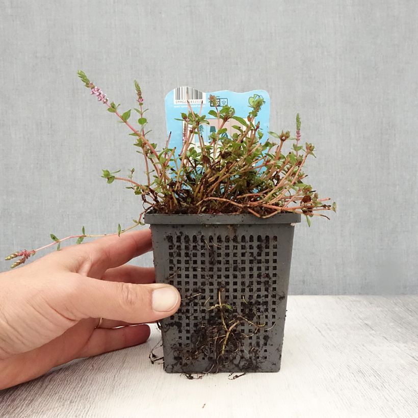 Ejemplar de Rotala indica Maceta 1L/1,5L entregado en verano
