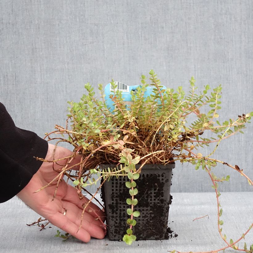 Rotala indica Maceta 1L/1,5L Ejemplar entregado en invierno