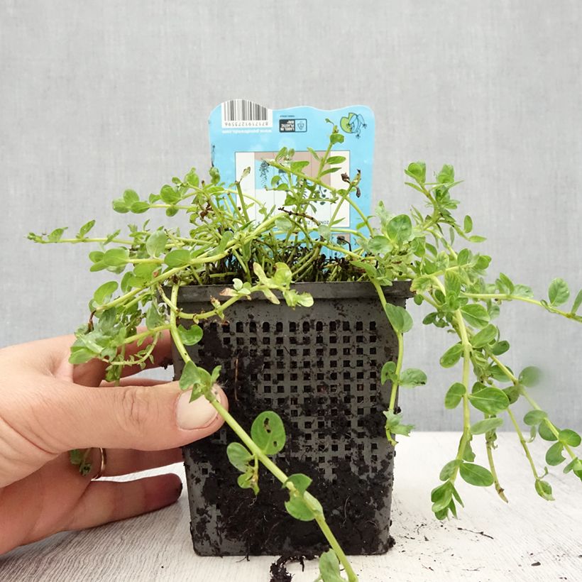 Ejemplar de Rotala rotundifolia Green Maceta 1L/1,5L entregado en verano