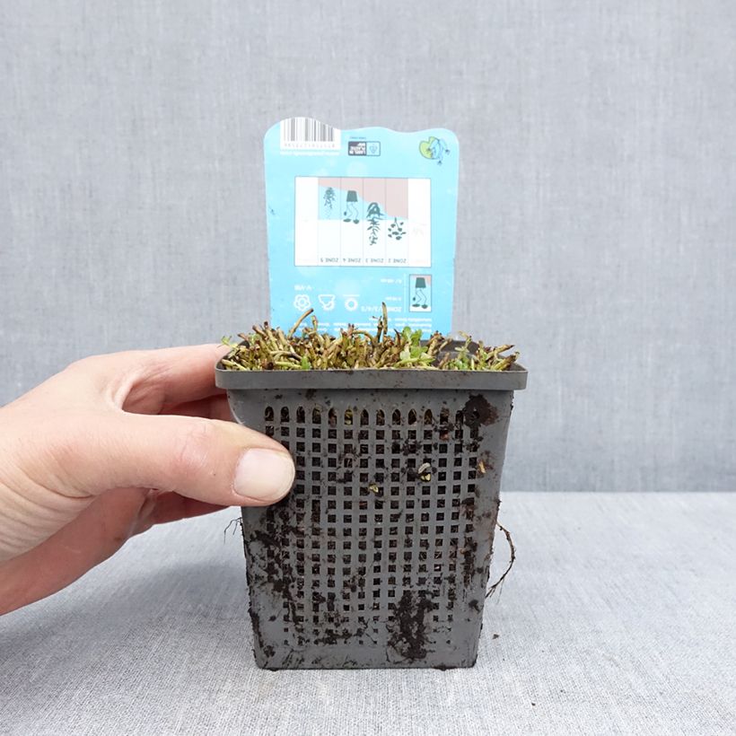 Rotala rotundifolia Green Maceta 1L/1,5L Ejemplar entregado en la primavera