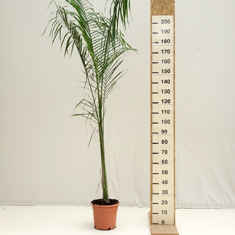 Roystonea regia - Palmera real Maceta 7,5L/10L Ejemplar entregado en la primavera