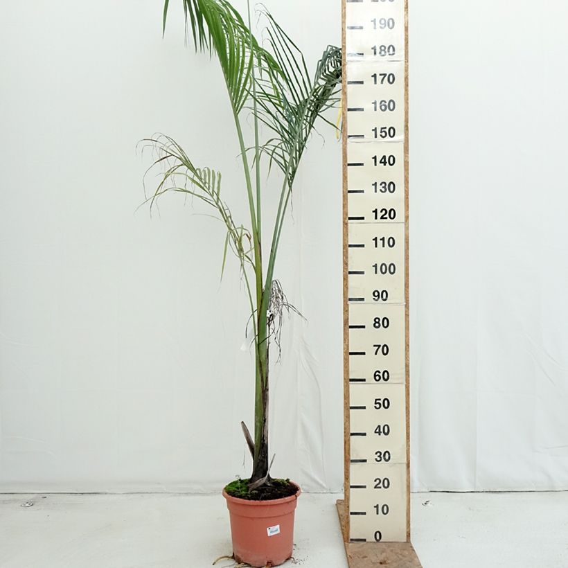 Ejemplar de Roystonea regia - Palmera real Maceta 7,5L/10L entregado en otoño