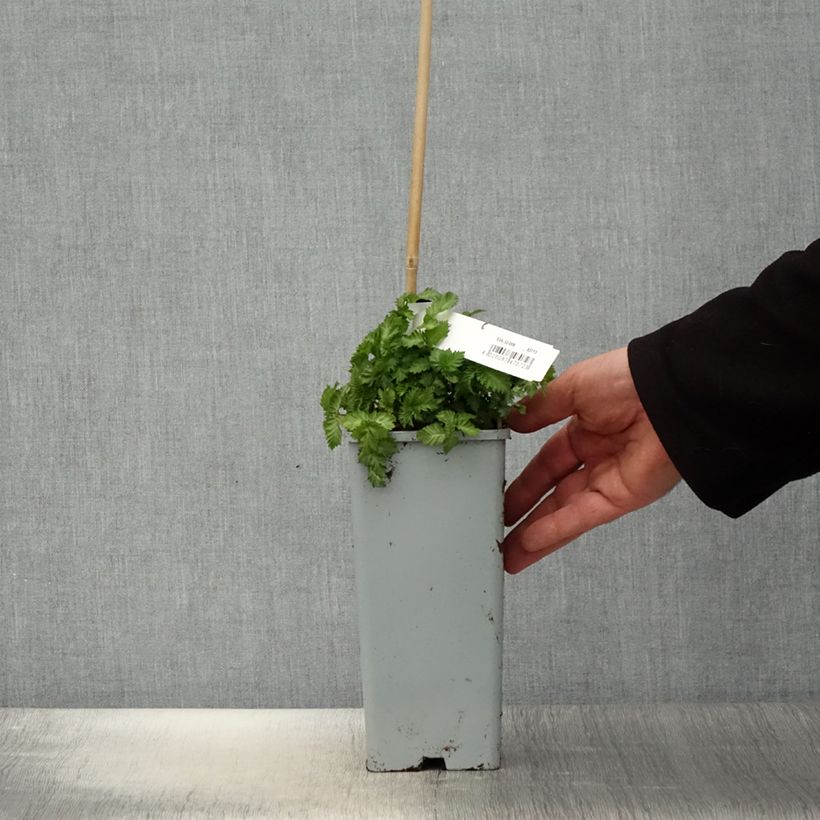 Frambuesa japonica - Rubus illecebrosus Maceta 2L/3L Ejemplar entregado en la primavera