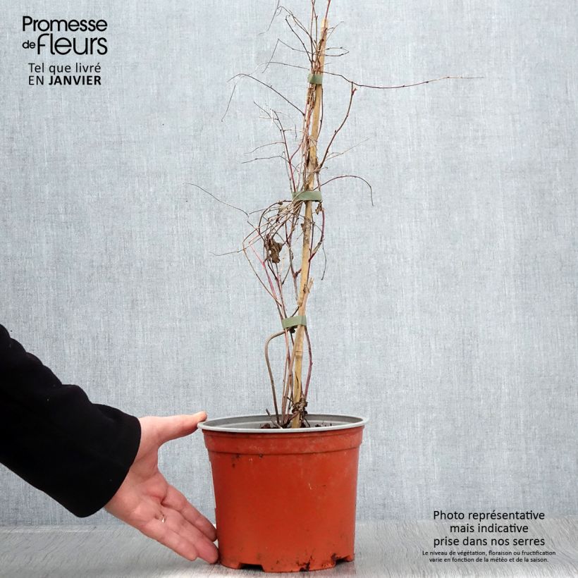 Rubus microphyllus Variegatus - Zarza Maceta 3L/4L Ejemplar entregado en invierno