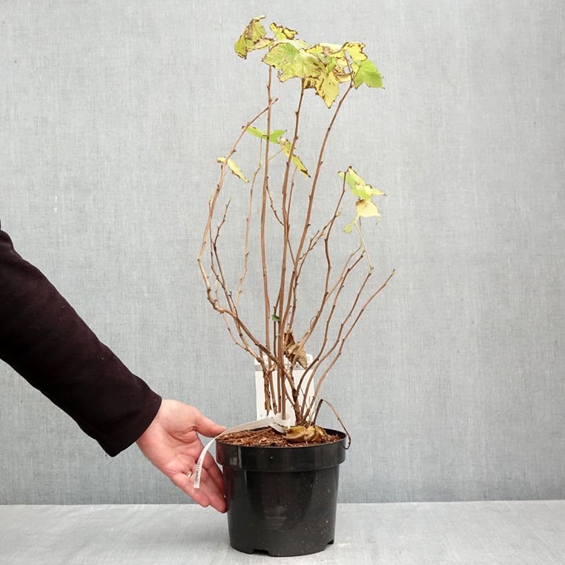 Ejemplar de Rubus odoratus - Zarza de olor Maceta 3L/4L entregado en otoño
