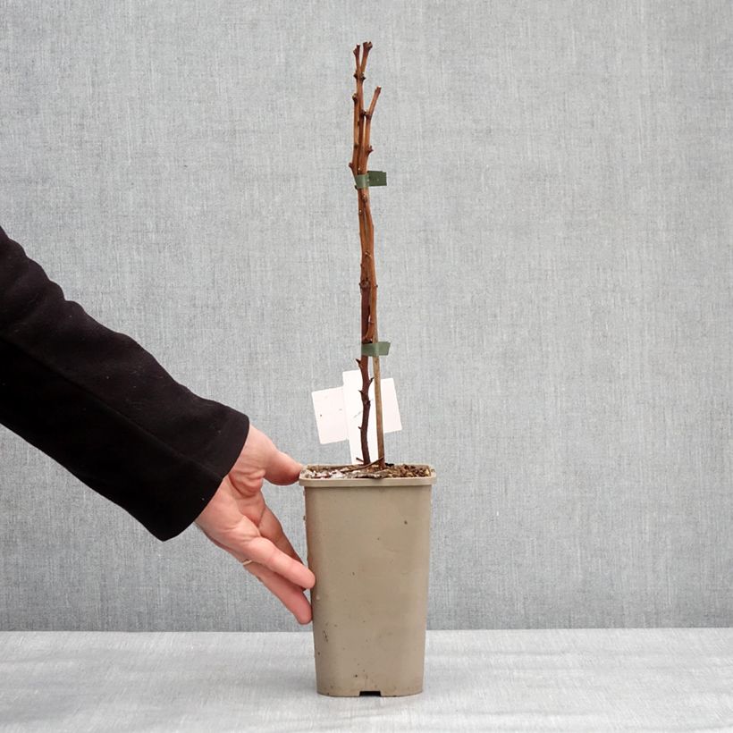 Rubus spectabilis Pacific Rose - Zarza del salmon Maceta 1,5L/2L, Formación arbustiva Ejemplar entregado en invierno