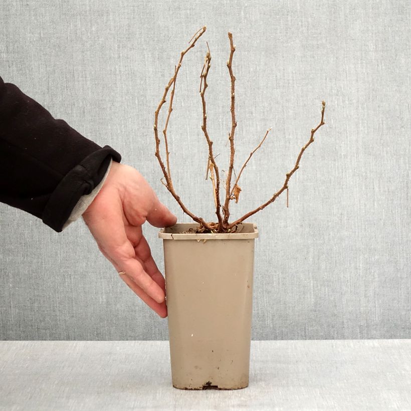 Rubus spectabilis Pacific Rose - Zarza del salmon Maceta 1,5L/2L, Formación arbustiva Ejemplar entregado en la primavera