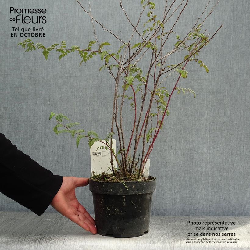 Ejemplar de Rubus thibetanus Silver Fern - Zarza Maceta 3L/4L entregado en otoño
