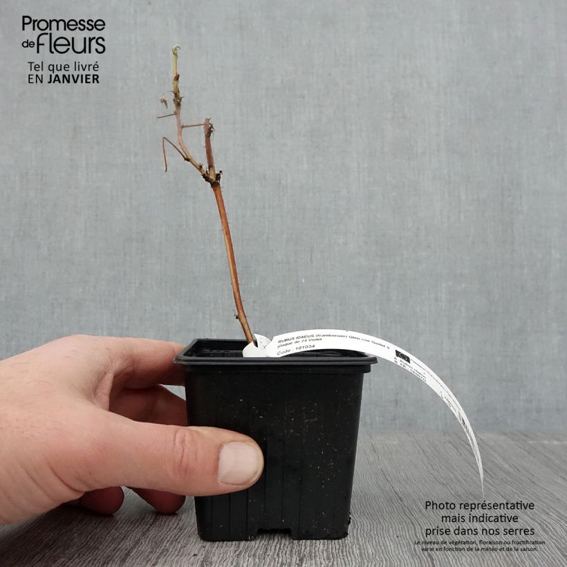 Frambuesa Glen Coe Maceta de 8/9 cm Ejemplar entregado en invierno