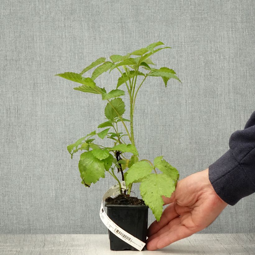 Frambuesa Glen Coe Maceta de 8/9 cm Ejemplar entregado en la primavera