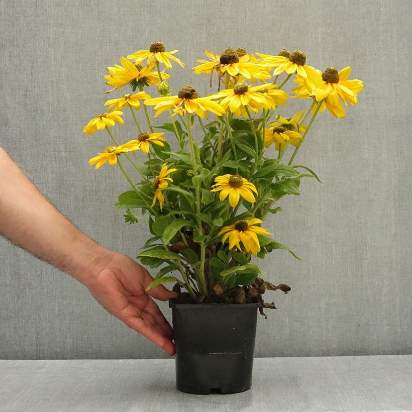 Ejemplar de Rudbeckia hirta Sunbeckia Ophelia Maceta 2L/3L entregado en verano