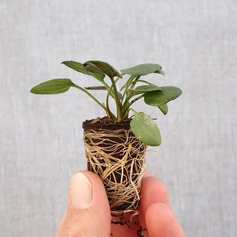 Rudbeckia fulgida var.sullivantii Little Goldstar minicepellón: Ø 3/4 cm Ejemplar entregado en la primavera