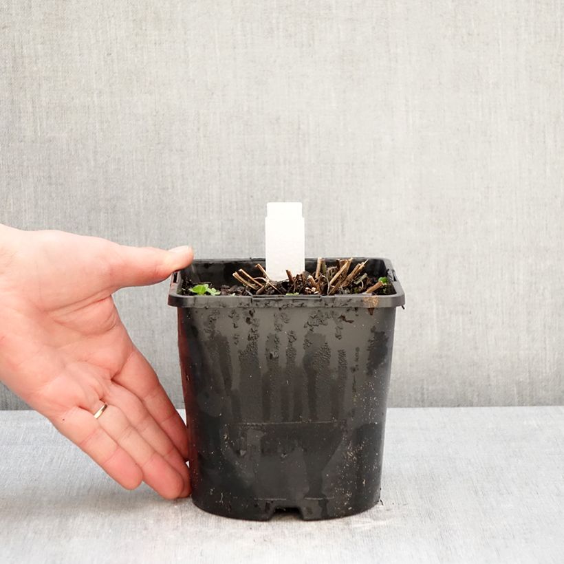 Rudbeckia fulgida var.sullivantii Little Goldstar Maceta 2L/3L Ejemplar entregado en invierno