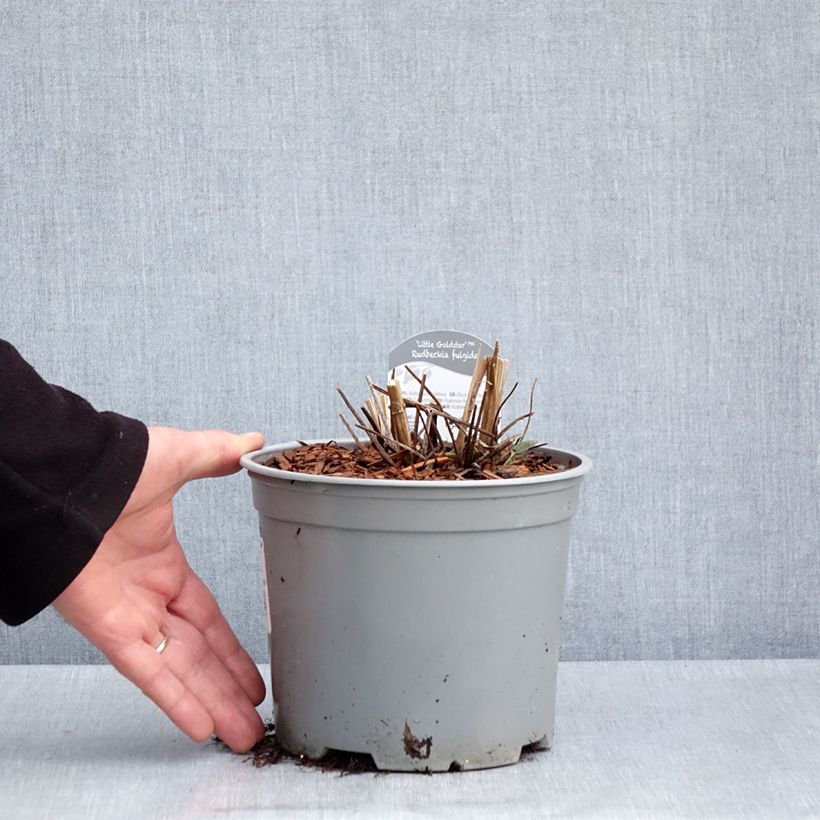 Rudbeckia fulgida var.sullivantii Little Goldstar Maceta 3L/4L Ejemplar entregado en la primavera