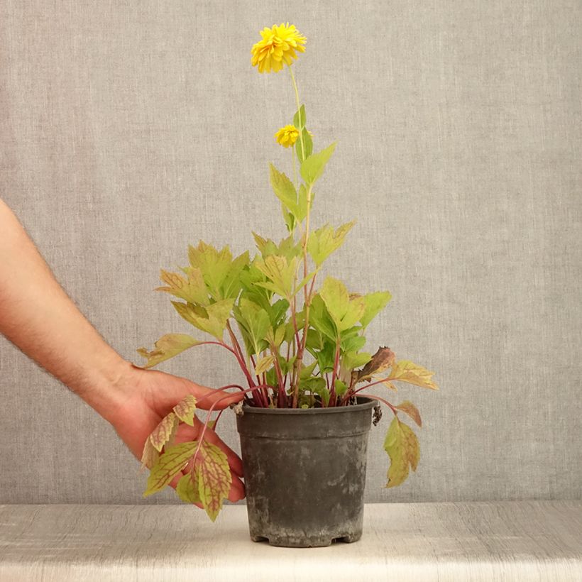 Ejemplar de Rudbeckia laciniata Goldquelle Maceta 2L/3L entregado en verano
