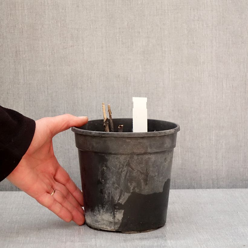 Rudbeckia laciniata Goldquelle Maceta 2L/3L Ejemplar entregado en invierno