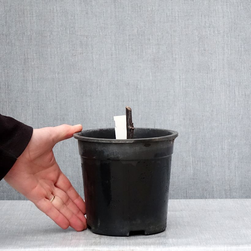 Rudbeckia nitida Herbstsonne Maceta 2L/3L Ejemplar entregado en invierno