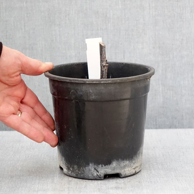 Rudbeckia nitida Herbstsonne Maceta 2L/3L Ejemplar entregado en la primavera