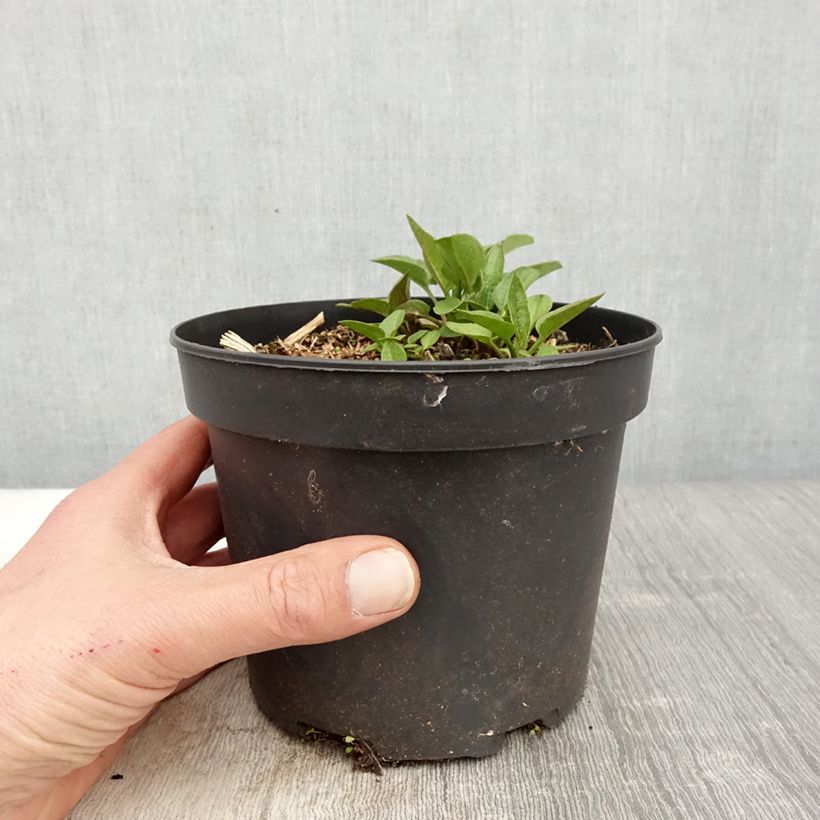 Rudbeckia occidentalis Green Wizard Maceta 2L/3L Ejemplar entregado en la primavera