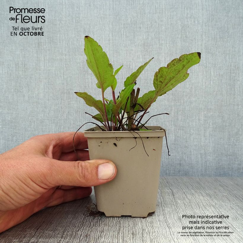 Ejemplar de Rudbeckia triloba Godet de 8/9 cm entregado en otoño