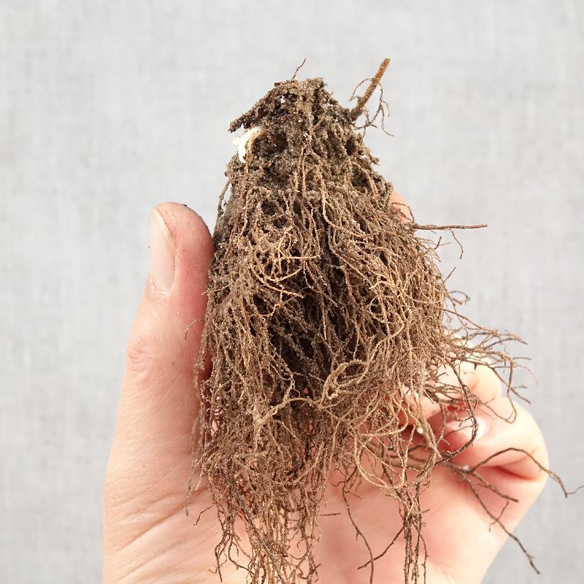 Rudbeckia triloba Prairie Glow Raíces desnudas Ejemplar entregado en invierno