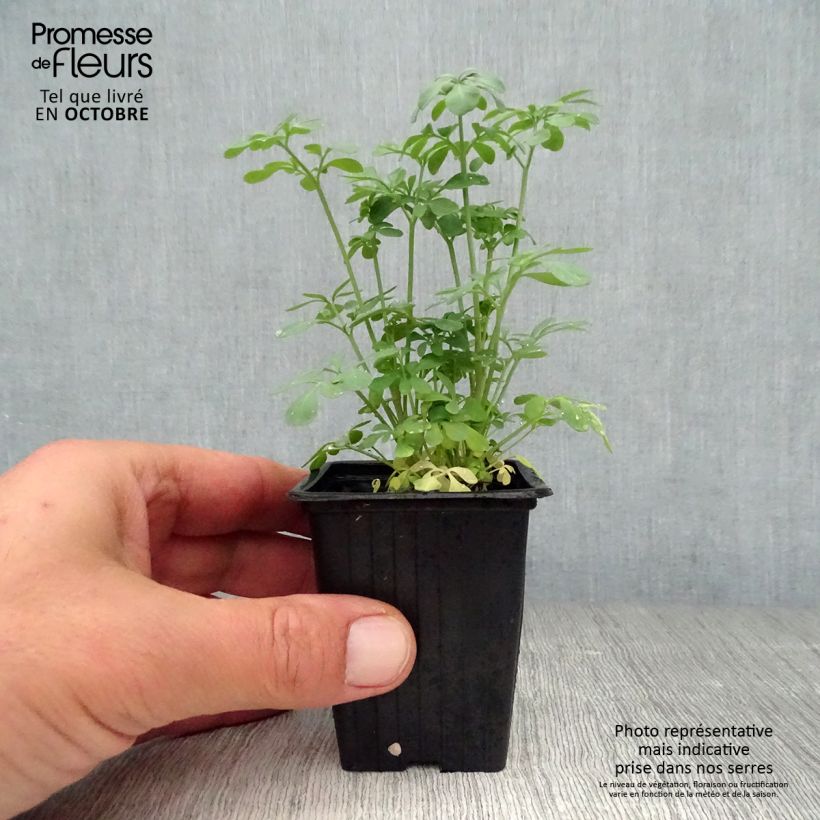 Ejemplar de Ruda - Ruta graveolens Maceta de 7/8 cm entregado en otoño
