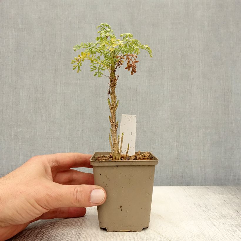 Ejemplar de Ruda Jackman's blue - Ruta graveolens Maceta de 8/9 cm entregado en otoño