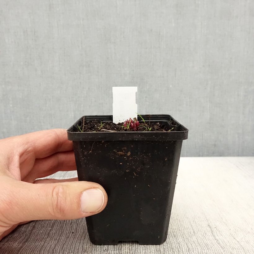 Ruellia humilis - Petunia silvestre Maceta de 8/9 cm Ejemplar entregado en la primavera