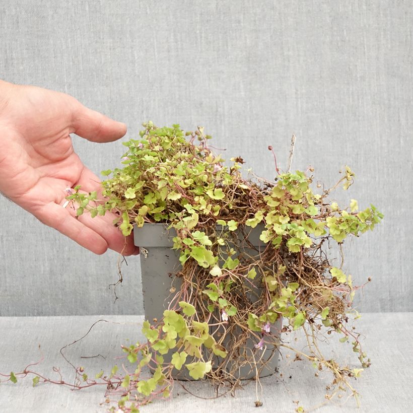 Ejemplar de Cymbalaria muralis - Palomilla de muro Maceta 2L/3L entregado en verano