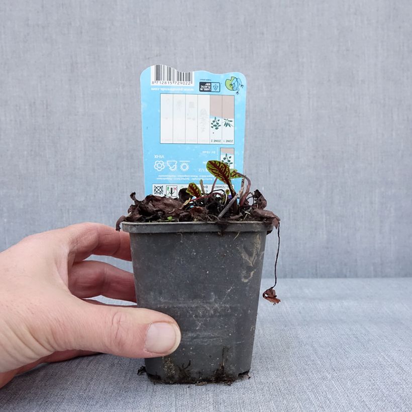 Rumex - Rumex sauvignea Maceta de 8/9 cm Ejemplar entregado en invierno