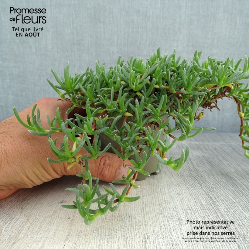 Ejemplar de Ruschia prostrata Maceta de 8/9 cm entregado en verano
