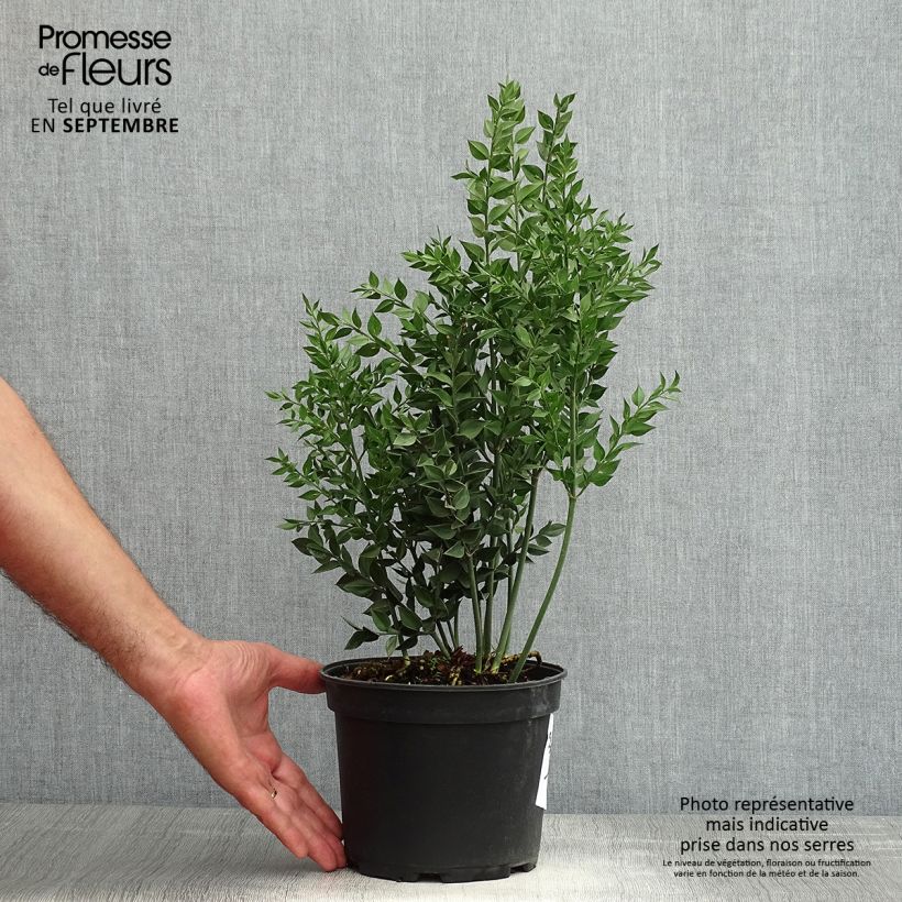 Ejemplar de Ruscus aculeatus - Rusco Maceta 2L/3L entregado en verano