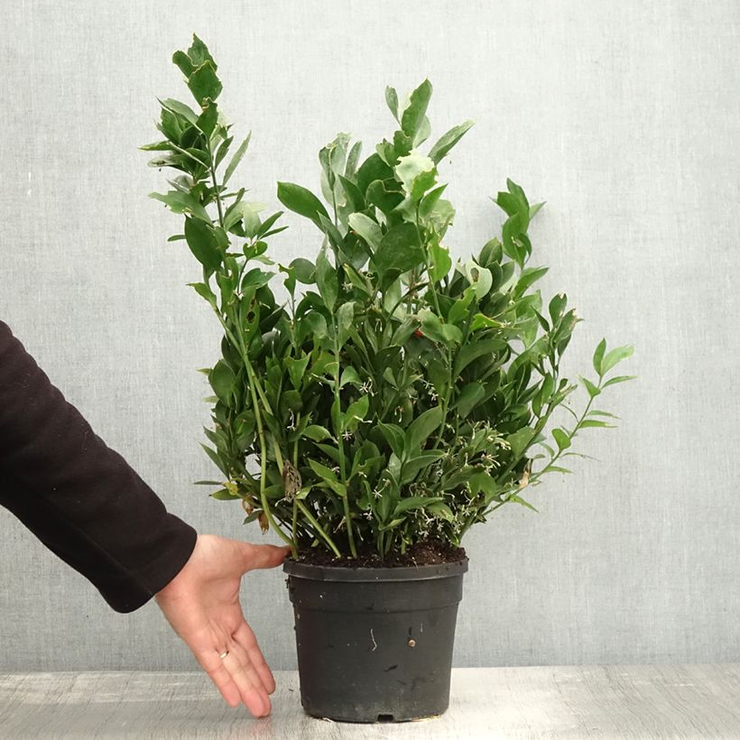 Ejemplar de Ruscus hypoglossum - Brusco de hojas anchas Maceta 3L/4L entregado en otoño