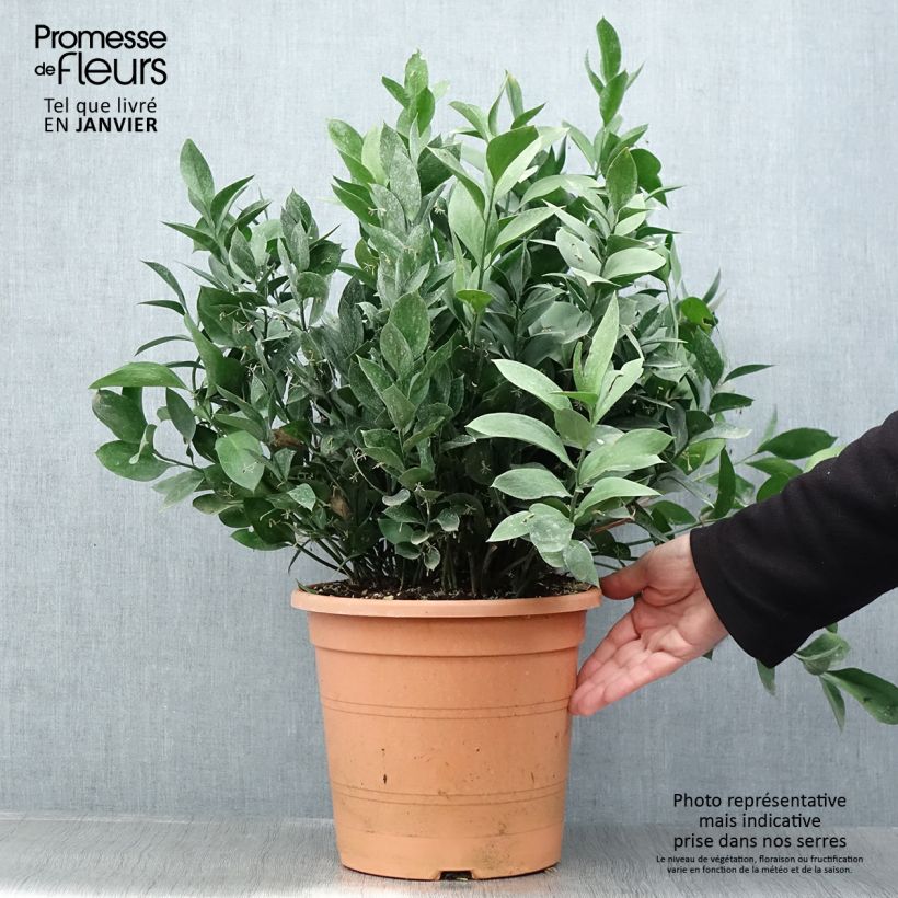 Ruscus hypoglossum - Brusco de hojas anchas Maceta 3L/4L Ejemplar entregado en invierno
