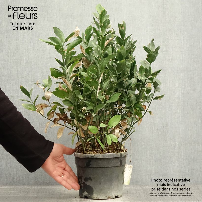 Ruscus hypoglossum - Brusco de hojas anchas Maceta 3L/4L Ejemplar entregado en la primavera