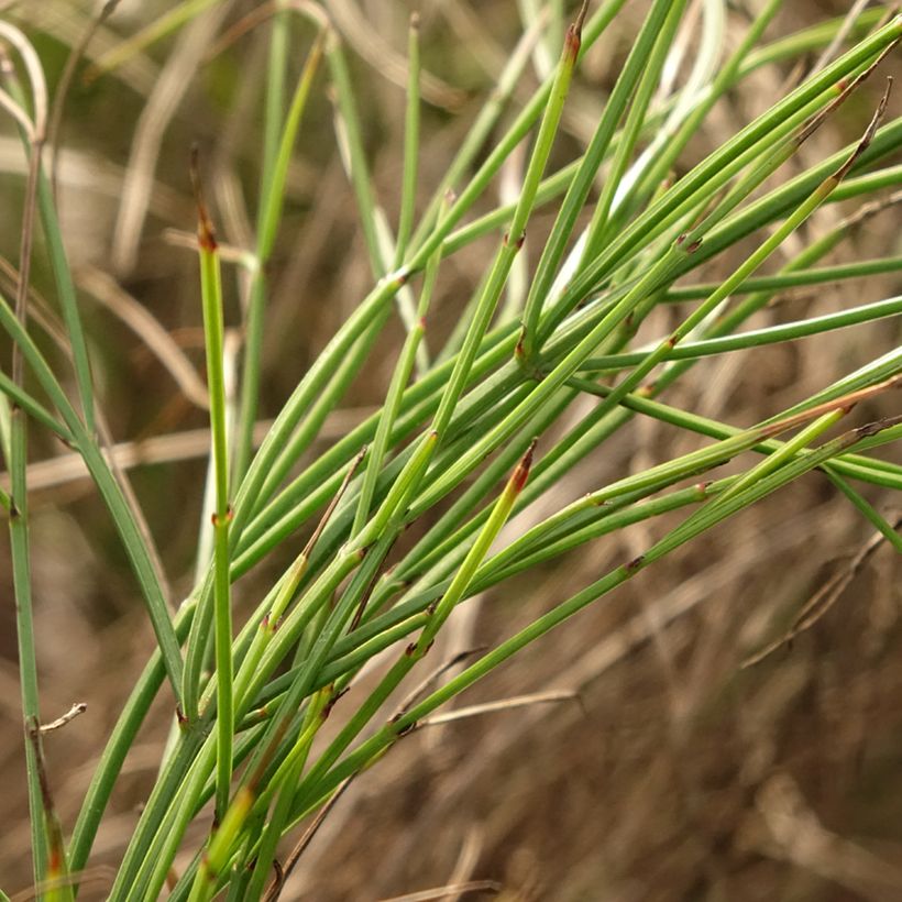 Russelia equisetiformis - Ruselia (Follaje)