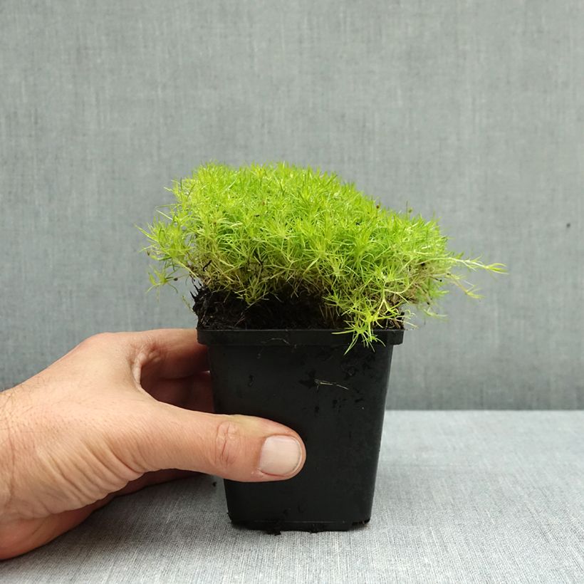 Ejemplar de Sagina subulata Lime Moss - Musgo irlandés Maceta de 8/9 cm entregado en otoño
