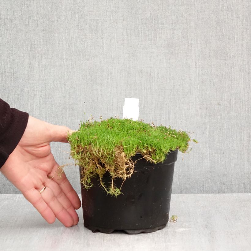 Ejemplar de Sagina subulata - Musgo irlandés Maceta 2L/3L entregado en otoño