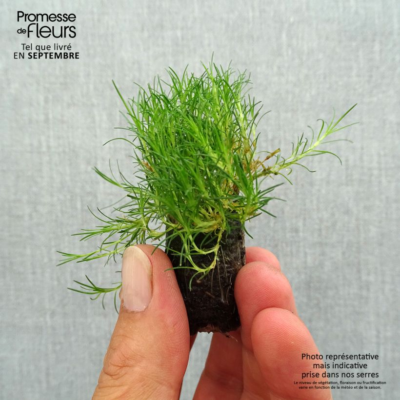 Ejemplar de Sagina subulata Scottish Moss - Musgo irlandés minicepellón: Ø 1,5/2,5 cm entregado en otoño