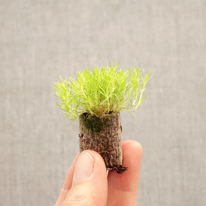 Sagina subulata Scottish Moss - Musgo irlandés minicepellón: Ø 1,5/2,5 cm Ejemplar entregado en la primavera