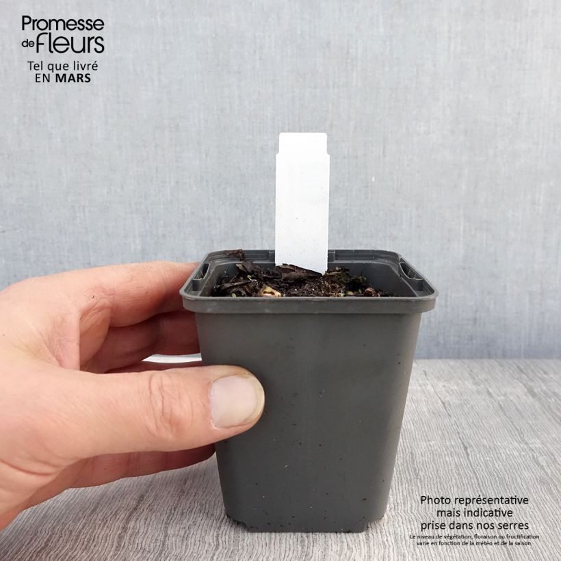 Sagittaria sagittifolia Flore Pleno - Flecha de agua Maceta de 8/9 cm Ejemplar entregado en la primavera