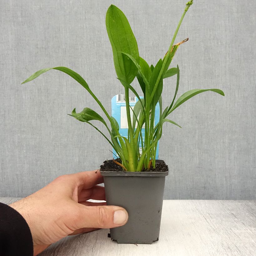 Sagittaria graminea Maceta de 8/9 cm Ejemplar entregado en la primavera