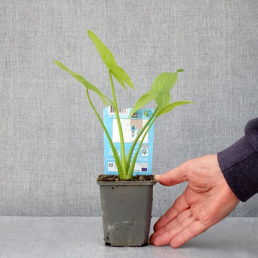 Sagittaria latifolia Maceta de 8/9 cm Ejemplar entregado en la primavera