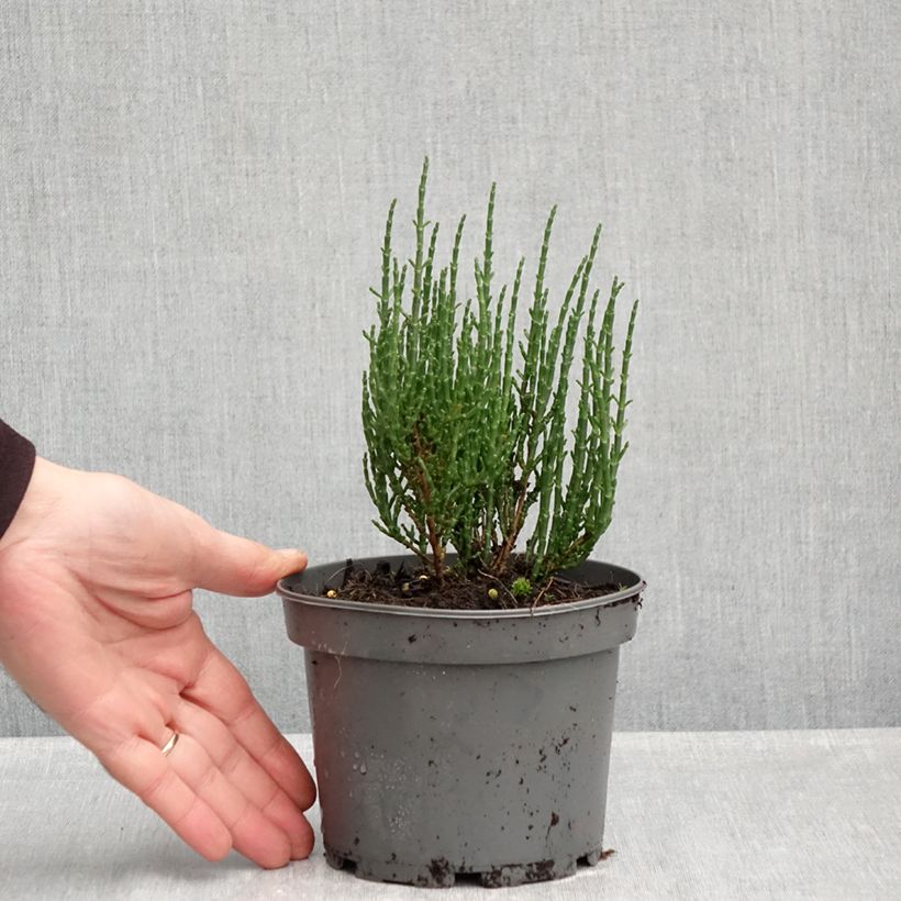 Ejemplar de Salicornia - Salicornia europaea Maceta 1,5L/2L entregado en otoño