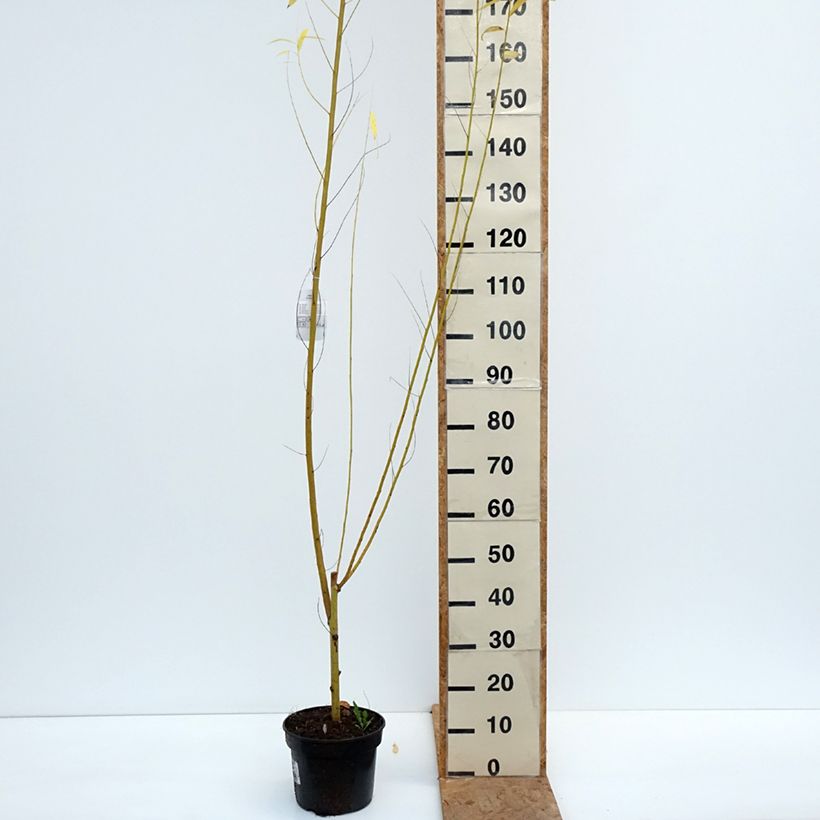 Ejemplar de Salix alba Golden Ness - Sauce blanco Maceta 4L/5L entregado en otoño