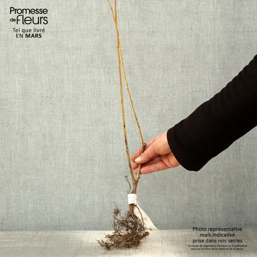 Salix alba var. Vitellina - Sauce blanco Raíces desnudas Ejemplar entregado en la primavera