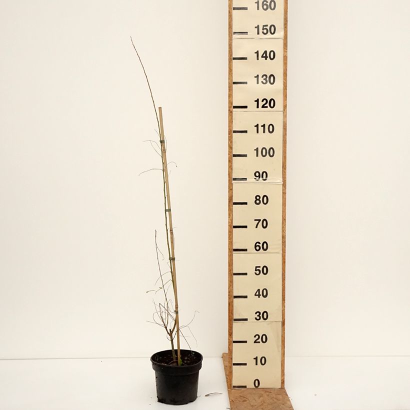 Ejemplar de Salix aurita Büchelberg - Sauce Maceta 4L/5L entregado en otoño